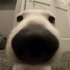 xjuju420