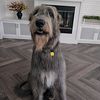 yogitheirishwolfhound