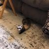 house_of_ferrets