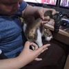 bbshark_26
