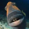 earlysquid38