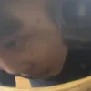 sgymjm4