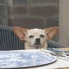 passivepoodle