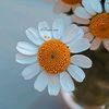 reen_naz