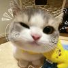 is.me.iris