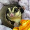 haku_sugarglider