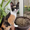nuggetstreetcat