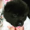 lunatheakita2020