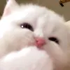 melnevesz