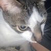 ringtailedtabby