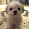 n_n_cat.tuonggw