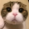 caempluk