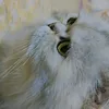 _llzxi