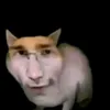 rzodkiewkaamerykanska