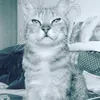 joelvan5