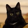 sealythecat