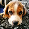 linda_the_beagle