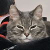 tinymycat17