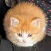 subatomic_ostrich