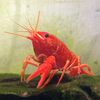 cherryshromp