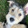 luca_pupperson