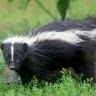 just_a_skunk