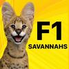 Savannah Cats