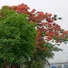 36hoangtrong
