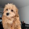 mangocavapoo