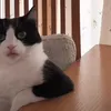 mangotwat