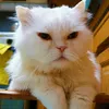 drama_lama04