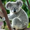koala.boy2.0