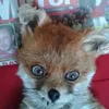 kora50_