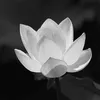 haviet160791