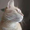 lisvggc