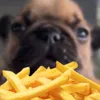 chippy_master