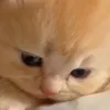 mqoc_287