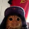 zippy_xyz_
