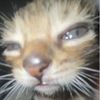 gracetifer