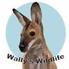 wallys.wildlife