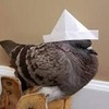 snazzy.pigeon