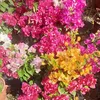 duaxanh906.com