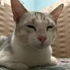 idlinhlinh