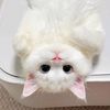 shei_la11
