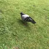 minitouga