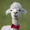 tre_alpacas