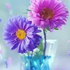 _amara_32