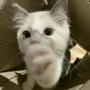 bmicutehihi