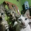 aank_kuniawan