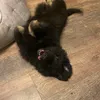 ralphieshepherd